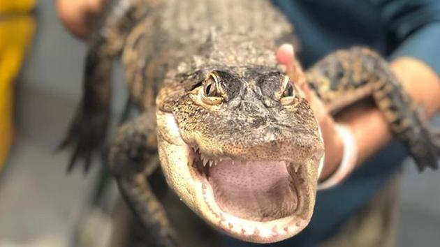St. Augustine Alligator Farm Zoological Park now houses the gator named Chance.(Facebook/@TheAlligatorFarm)