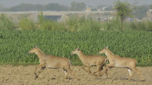 Bombay HC has stayed the GR that allowed hunting of wild boar and Nilgai.