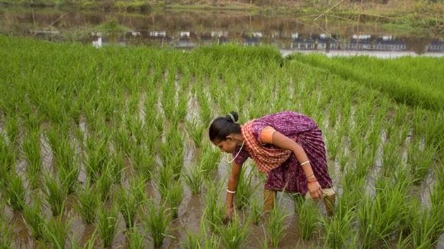 A committee of secretaries (CoS), formed under directions of the PM, to look into agriculture and related matters, is set to emphasise on the need to cut down on water usage on crops, especially paddy and sugar-cane, in its report to the cabinet secretary. (AP file photo)