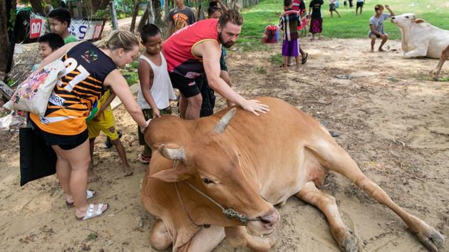 Little Dragons rugby team coach Josh Peck pats a cow during a training session. When the Little Dragons aren’t running barefoot on the litter-strewn dirt, the makeshift field on the outskirts of Yangon is sometimes used as a cockfighting ring or a fairground. (Sai Aung Main / AFP) Little Dragons rugby team coach Josh Peck pats a cow during a training session. When the Little Dragons aren’t running barefoot on the litter-strewn dirt, the makeshift field on the outskirts of Yangon is sometimes used as a cockfighting ring or a fairground. (Sai Aung Main / AFP)