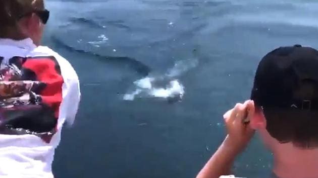 Watch: Shark leaps from water to snatch fish off line. Nearly bites a ...