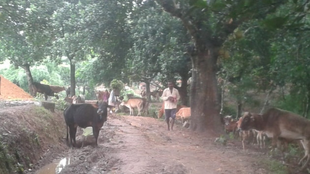Rescued cows at a cattle shelter in Tripura’s Sepahijala district. (HT PHOTO) Rescued cows at a cattle shelter in Tripura’s Sepahijala district. (HT PHOTO)