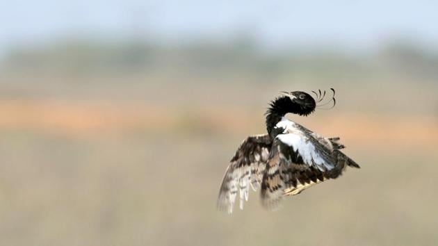 Lesser florican is one of the four bustard species of India, all of which are threatened under the International Union for the Conversation of Nature Red List of Threatened Species.(Photo Credit: Gobind Sagar Bhardwaj)
