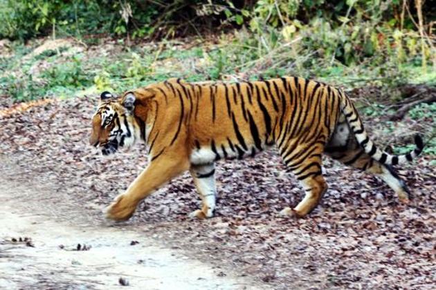 A tiger crossing a road at Corbett Tiger Reserve in Ramnagar.(HT File Photo)