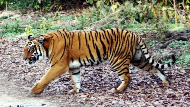 The Madhya Pradesh forest department is working on resolving the issue of tiger deaths due to accidents and poaching. They plan to declare Ratapani sanctuary a tiger reserve. (HT FILE PHOTO) The Madhya Pradesh forest department is working on resolving the issue of tiger deaths due to accidents and poaching. They plan to declare Ratapani sanctuary a tiger reserve. (HT FILE PHOTO)