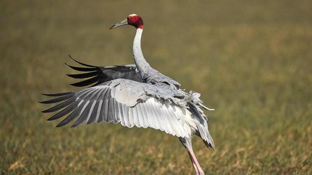 First govt Wild Bird Rescue Centre to come up at Delhi’s Rajokri ...