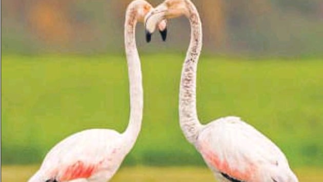 A couple of greater flamingos traverse through shallow waters. (Photo Credit: Yogesh Kumar) A couple of greater flamingos traverse through shallow waters. (Photo Credit: Yogesh Kumar)