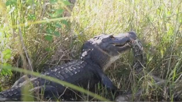 Alligator fights python in a scary battle. See terrifying video | Trending - Hindustan Times