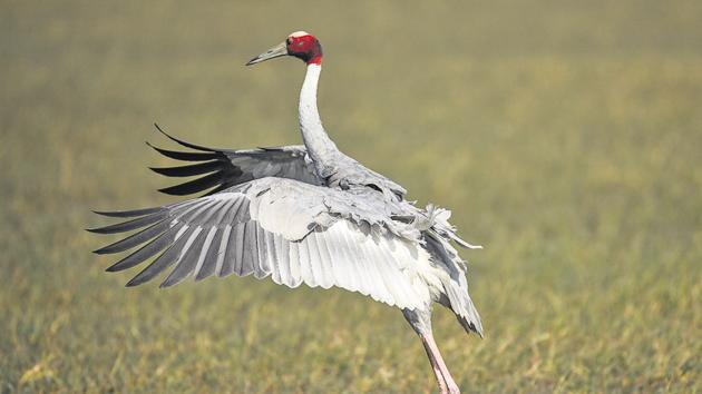 The sarus crane is the tallest flying bird in the world, and was declared the official state bird of Uttar Pradesh in 2014.(Burhaan Kinu/HT Photo)