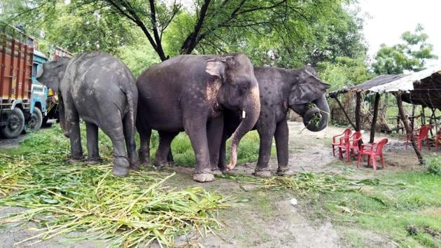 Uttarakhand, July 10 (ANI): Wild Elephants from Nepal seen roaming near Abhi Sanga village at Bareli as a forest department trying to push them to their habitat in Nepal on Wednesday. (ANI Photo)(ANI Photo/File/Representative)