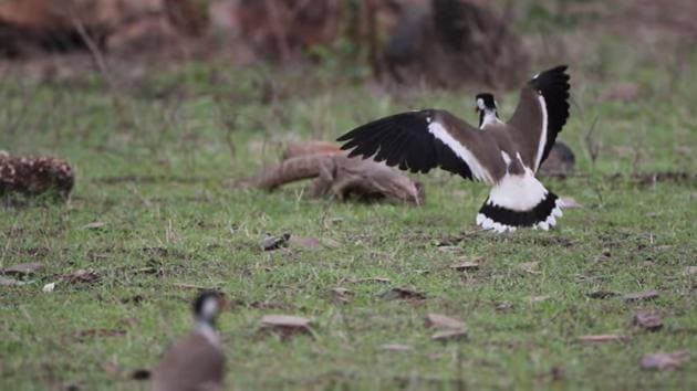 The Bengal Monitor lizard was after a clutch of eggs laid by a Red Wattled Lapwing.(Video screengrab: Shashanka Nanda)