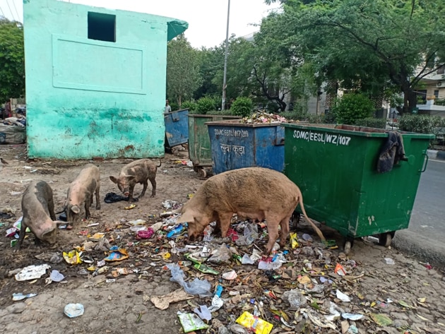 Pigs spotted roaming at the ‘waste-segregation centre’ created by SDMC on Vidya Marg in Janakpuri.(Photo: HT Photo) Pigs spotted roaming at the ‘waste-segregation centre’ created by SDMC on Vidya Marg in Janakpuri.(Photo: HT Photo)