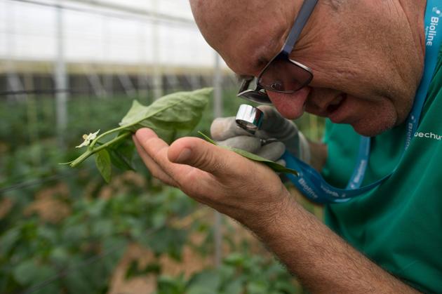 Spanish farmer Antonio Zamora works at his pepper plant's greenhouse in Dalias, near El Ejido on July 1, 2019. - For over a decade, Spanish farmer Antonio Zamora no longer puts on a suit to spray his crops with insecticides but instead hangs small bags of mites on his plants which attack parasites while sparing the plants. (Photo by JORGE GUERRERO / AFP)(AFP) Spanish farmer Antonio Zamora works at his pepper plant's greenhouse in Dalias, near El Ejido on July 1, 2019. - For over a decade, Spanish farmer Antonio Zamora no longer puts on a suit to spray his crops with insecticides but instead hangs small bags of mites on his plants which attack parasites while sparing the plants. (Photo by JORGE GUERRERO / AFP)(AFP)