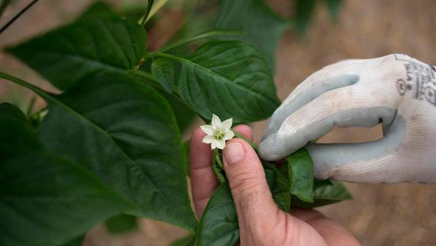 Farmer Antonio Zamora shows a flower of pepper plant in his greenhouse in Dalias. Like Zamora, virtually all pepper growers in Almeria have replaced insecticides with so-called “biological control” using insects. (Jorge Guerrero / AFP) Farmer Antonio Zamora shows a flower of pepper plant in his greenhouse in Dalias. Like Zamora, virtually all pepper growers in Almeria have replaced insecticides with so-called “biological control” using insects. (Jorge Guerrero / AFP)