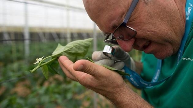 About 60 percent of tomato growers have done the same, along with a quarter of courgette producers, according to the producers’ association Coexphal. (Jorge Guerrero / AFP) About 60 percent of tomato growers have done the same, along with a quarter of courgette producers, according to the producers’ association Coexphal. (Jorge Guerrero / AFP)