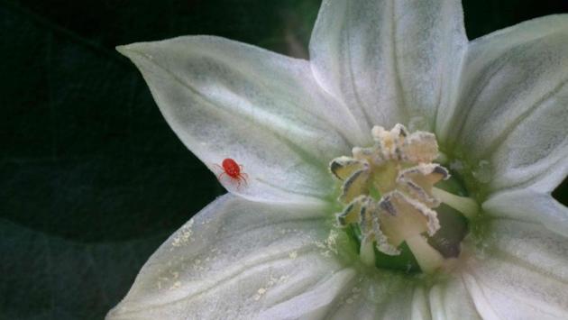 A red velvet mite walks on a pepper plant flower. Consumption of insecticides in Almeria -- where agriculture employs some 120,000 people and accounts for 20 percent of economic output -- has dropped by 40 percent since 2007, according to local authorities. (Jorge Guerrero / AFP) A red velvet mite walks on a pepper plant flower. Consumption of insecticides in Almeria -- where agriculture employs some 120,000 people and accounts for 20 percent of economic output -- has dropped by 40 percent since 2007, according to local authorities. (Jorge Guerrero / AFP)