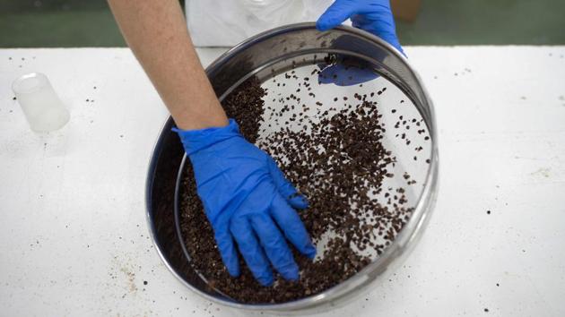 The use of insecticides surged in the 1960s, but farmers have adopted new methods under pressure from consumer groups as well as the fact that their crops have become increasingly resistant to the chemicals. “We have had to change course. The use of pesticides became excessive,” said Jan van der Blom, an expert in biocontrol at Coexphal. (Jorge Guerrero / AFP) The use of insecticides surged in the 1960s, but farmers have adopted new methods under pressure from consumer groups as well as the fact that their crops have become increasingly resistant to the chemicals. “We have had to change course. The use of pesticides became excessive,” said Jan van der Blom, an expert in biocontrol at Coexphal. (Jorge Guerrero / AFP)
