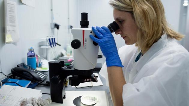 A worker uses a microscope at Bioline Agro sciences Company in El Ejido. Encarnacion Samblas of environmental group Ecologists in Action described the change as a “very positive step.” “In many cases the reduction in the use of chemical products has been drastic, and the substances that are still in use are softer,” she said. (Jorge Guerrero / AFP) A worker uses a microscope at Bioline Agro sciences Company in El Ejido. Encarnacion Samblas of environmental group Ecologists in Action described the change as a “very positive step.” “In many cases the reduction in the use of chemical products has been drastic, and the substances that are still in use are softer,” she said. (Jorge Guerrero / AFP)