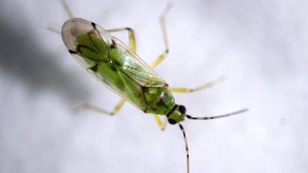 “Nesidiocoris tenuis”, a predator of the whitefly sucking instect, at Bioline Agro sciences Company in El Ejido. Spanish farmers no longer put on suits to spray their crops with insecticides but instead hangs small bags of mites on their plants which attack parasites while sparing the plants. (Jorge Guerrero / AFP) “Nesidiocoris tenuis”, a predator of the whitefly sucking instect, at Bioline Agro sciences Company in El Ejido. Spanish farmers no longer put on suits to spray their crops with insecticides but instead hangs small bags of mites on their plants which attack parasites while sparing the plants. (Jorge Guerrero / AFP)