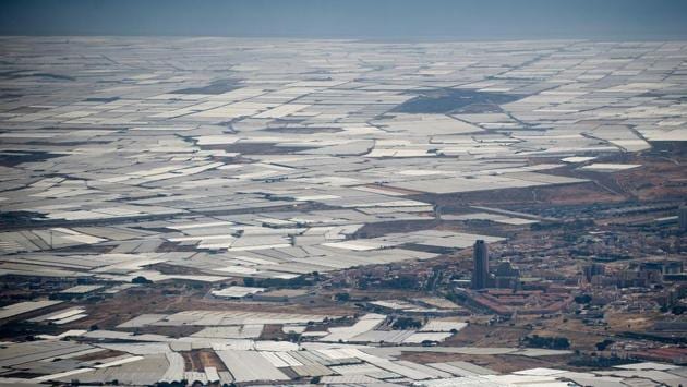 Zamora owns two hectares in the so-called “Sea of Plastic”, some 30,000 hectares of greenhouses in southeastern Spain’s Almeria province. The sparkling mosaic of white plastic bordering the Mediterranean -- which is visible from space -- produces tomatoes, cucumbers, courgettes, peppers and aubergines all year round to supply Europe’s supermarkets. Last year 2.5 million tonnes of produce was exported from Almeria, half of Spain’s total vegetable exports. (Jorge Guerrero / AFP) Zamora owns two hectares in the so-called “Sea of Plastic”, some 30,000 hectares of greenhouses in southeastern Spain’s Almeria province. The sparkling mosaic of white plastic bordering the Mediterranean -- which is visible from space -- produces tomatoes, cucumbers, courgettes, peppers and aubergines all year round to supply Europe’s supermarkets. Last year 2.5 million tonnes of produce was exported from Almeria, half of Spain’s total vegetable exports. (Jorge Guerrero / AFP)