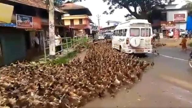 The video shows vehicles waiting on an otherwise busy narrow road as the flock of hundreds of ducks moves across the road.(Twitter/@guffawer) The video shows vehicles waiting on an otherwise busy narrow road as the flock of hundreds of ducks moves across the road.(Twitter/@guffawer)