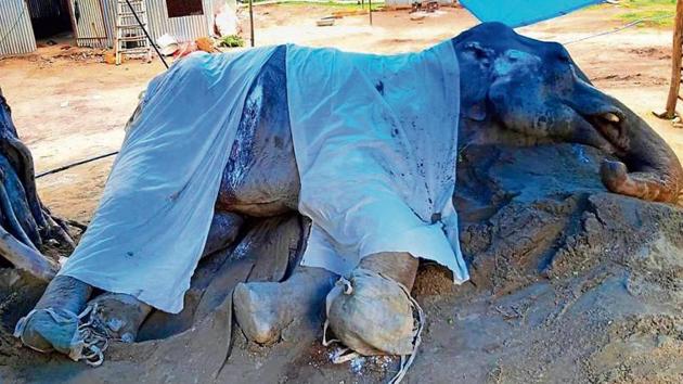 The 55-year-old elephant Lakshmi has been suffering from severe foot infection and age-related ailments for over four months at Aamdanda area of Corbett. (HT Photo)