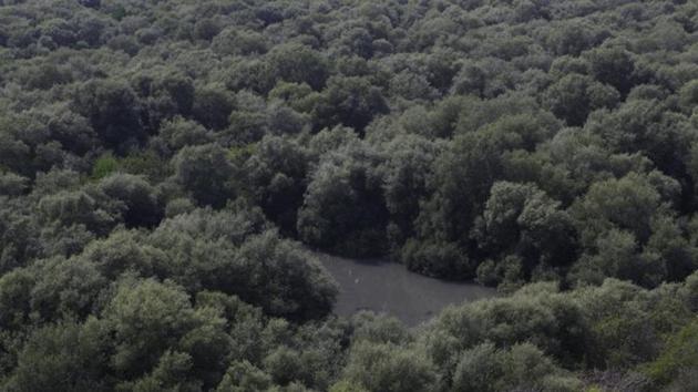 Mangroves, the distinctive trees found in intertidal regions along the world’s tropical and subtropical coastlines, have many rare qualities.(Hindustan Times)