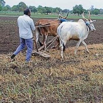 Farmer Mohan Narvade at his farmland.(Laxman Narnale/HT)