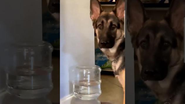 Video of dog struggling with water dispenser will crack you up. Twitter ...