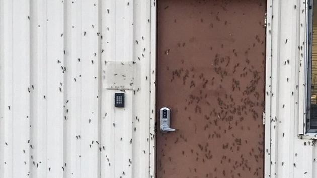 The Nevada Department of Agriculture said it’s a rare invasion. (Twitter/@GriffTheDiff) The Nevada Department of Agriculture said it’s a rare invasion. (Twitter/@GriffTheDiff)