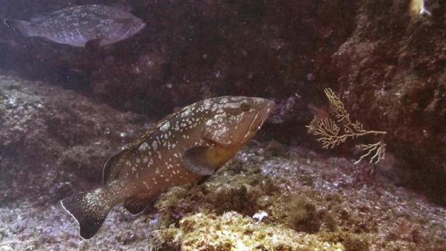 A dusky perch (Epinephelus Marginatus), in the "Imperiaux" reef near Marseille, southern France. (Boris Horvat / AFP) A dusky perch (Epinephelus Marginatus), in the "Imperiaux" reef near Marseille, southern France. (Boris Horvat / AFP)