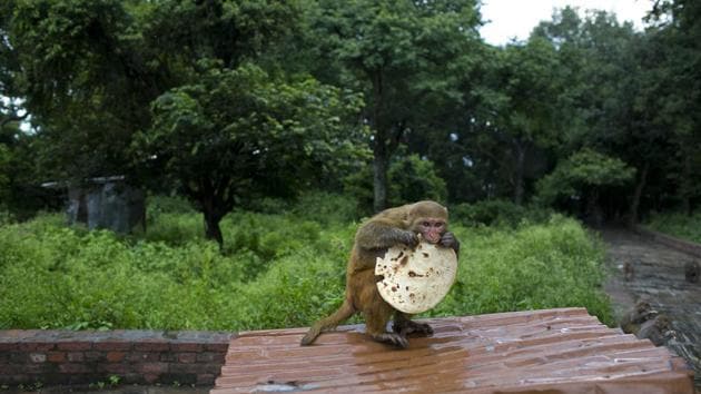 A monkey eats roti (flat bread) brought by Saraswati Dangol in the forest near Pashupatinath temple in Kathmandu. “It used to be that the monkeys were able to feed on the fruits from the trees but now the forests are thin and hardly any fruits. They are going hungry and some of them even go to nearby houses to steal food,” she said, adding that the monkeys are injured by people whose homes they try to enter. (Niranjan Shrestha / AP)