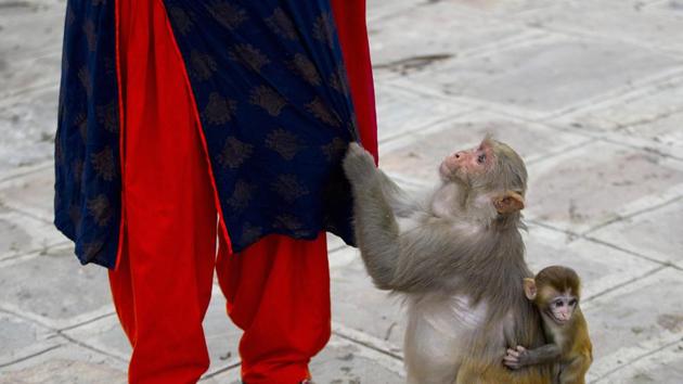 As soon as they see her with her white sack, they gather around her, some patiently waiting for their turn while others less patiently snatching the bread from her hands. (Niranjan Shrestha / AP)