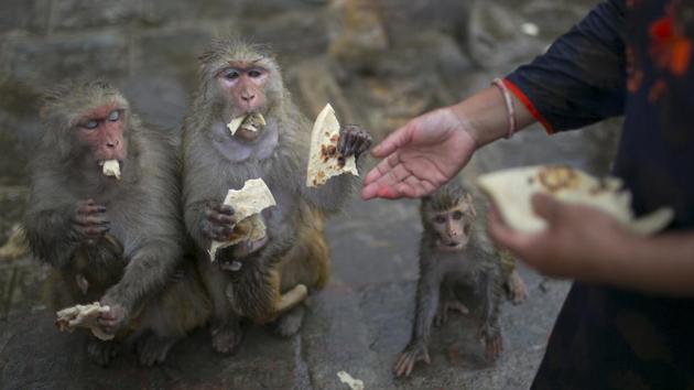 Thousands of monkeys live around the temple and about 300 of them come for Dongol’s roti. (Niranjan Shrestha / AP)