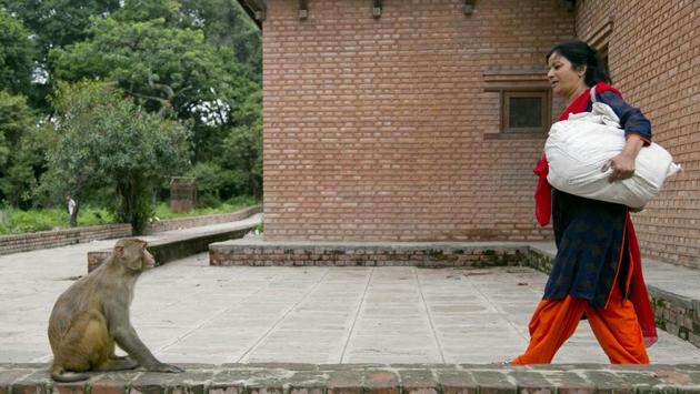 Saraswati arrives with a sack of roti. Dangol rarely misses a day at the temple, but when she does, she struggles not to worry about the monkeys.”When I miss a single day, I feel like I have not fed my kids and I become depressed,” she said. (Niranjan Shrestha / AP)