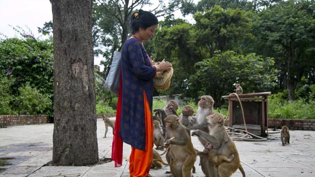 Lately the monkeys from Pashupati have been wandering farther away from the temple and forest area in search of food. Many of Dangol’s regulars are elderly, or mother or baby monkeys that are unable to fight for their share of food in the wild. (Niranjan Shrestha / AP)