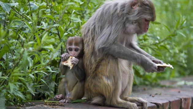 The temple is revered by Hindus and draws pilgrims come from all over the world. The monkeys are a key feature of the temple area. Visitors sometimes feed them, but the monkeys more often help themselves to the fruit and sweets left as temple offerings for the Hindu god Shiva. (Niranjan Shrestha / AP)
