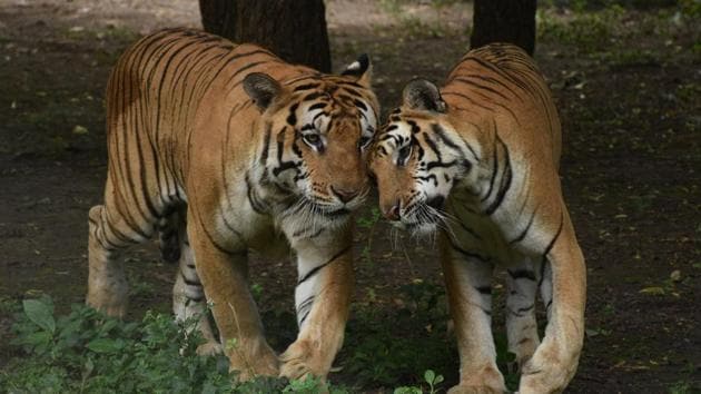 Prime Minister Narendra Modi on Monday released the All India Tiger Estimation Report 2018, and said India has emerged as of one of the biggest and safest habitats for big cats in the world. According to the report, the tiger population has grown from 2,226 in 2014 to 2,967 in 2018.(ANI Photo)