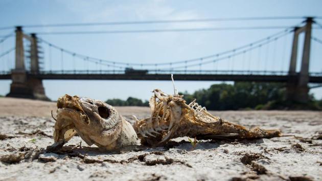 A fishbone lies on a dry part of the Loire river bed due to the drought, in Montjean-sur-Loire, France. (Lolic Venance / AFP) A fishbone lies on a dry part of the Loire river bed due to the drought, in Montjean-sur-Loire, France. (Lolic Venance / AFP)