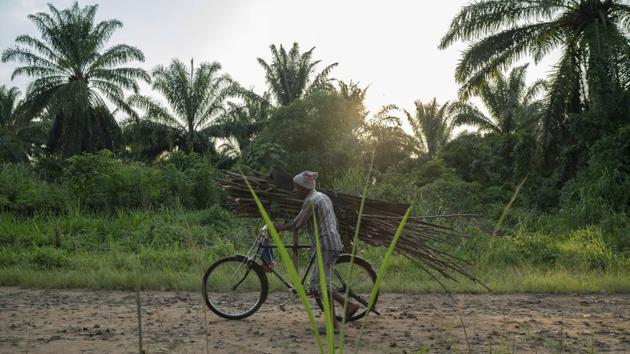 “The rumors were if you got vaccinated you would die,” said Liboke Kakule Muhingi, a 43-year-old farmer in Mangina, where the epidemic began last August. His mother was among the first to die. Then, one by one, six of his sisters who had cared for their ailing mother were killed by Ebola. Kakule accepted the vaccine and made sure his wife and eight children got it, too. “If I hadn’t, we’d all be dead,” he said. (Jerome Delay / AP) “The rumors were if you got vaccinated you would die,” said Liboke Kakule Muhingi, a 43-year-old farmer in Mangina, where the epidemic began last August. His mother was among the first to die. Then, one by one, six of his sisters who had cared for their ailing mother were killed by Ebola. Kakule accepted the vaccine and made sure his wife and eight children got it, too. “If I hadn’t, we’d all be dead,” he said. (Jerome Delay / AP)