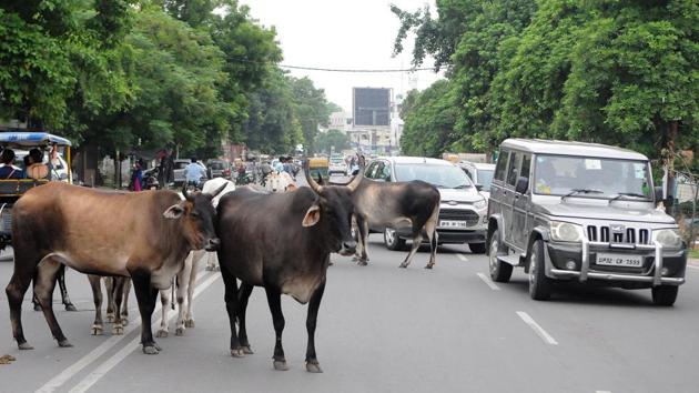 The residents’ welfare association (RWA) of Sector 23-A on Friday wrote a letter to the Municipal Corporation of Gurugram(MCG) seeking its intervention to check the increasing menace of stray animals in the area after a stray cow allegedly attacked an elderly gentleman.(Dheeraj Dhawan/Hindustan Times (Representative)) The residents’ welfare association (RWA) of Sector 23-A on Friday wrote a letter to the Municipal Corporation of Gurugram(MCG) seeking its intervention to check the increasing menace of stray animals in the area after a stray cow allegedly attacked an elderly gentleman.(Dheeraj Dhawan/Hindustan Times (Representative))
