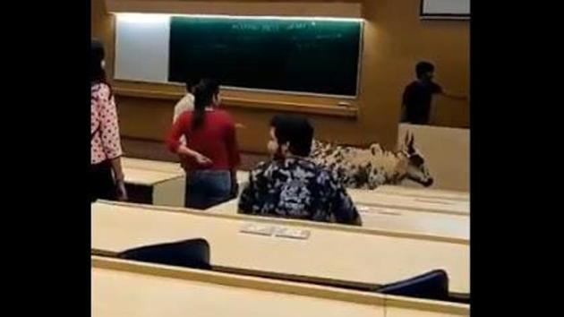 The video, shared widely on twitter, shows the cow strolling through a classroom(Twitter Screengrab)