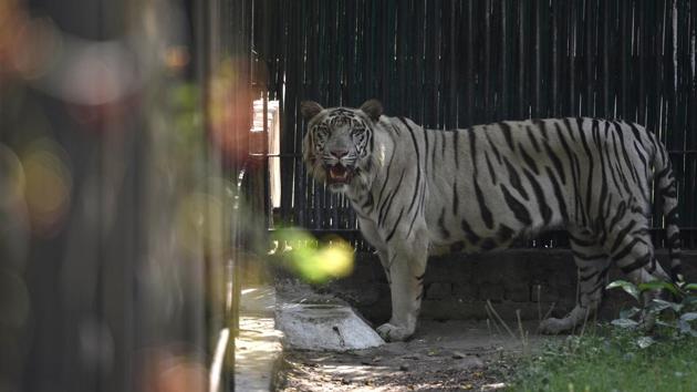 India has recorded a 33% increase in tiger numbers in the span of four years between 2014 and 2018, the All India Tiger Estimation Results released on Monday said. PM Modi, on the occasion of international tiger day released the new estimation for 2018 which indicates there are 2967 tigers in India compared to 2226 indicated in the 2014 estimation. (Sanchit Khanna / HT File) India has recorded a 33% increase in tiger numbers in the span of four years between 2014 and 2018, the All India Tiger Estimation Results released on Monday said. PM Modi, on the occasion of international tiger day released the new estimation for 2018 which indicates there are 2967 tigers in India compared to 2226 indicated in the 2014 estimation. (Sanchit Khanna / HT File)