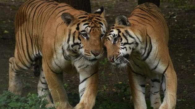 India has 2,967 tigers, a record 33% jump over 2014 | Latest News India ...