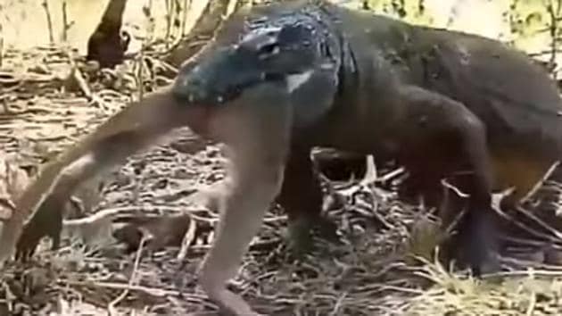 The video opens with the monkey already halfway down the reptile’s throat.(YouTube/@ΛNGΞL) The video opens with the monkey already halfway down the reptile’s throat.(YouTube/@ΛNGΞL)