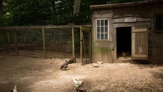 Chickens are seen at the Quail Hill Farm. Guenther grows potatoes, squash, wheat and other crops at Quail Hill, and is part of a growing cadre of gender-diverse college graduates in their 20s and 30s who are changing the face of organic farming. (Lindsay Morris / REUTERS) Chickens are seen at the Quail Hill Farm. Guenther grows potatoes, squash, wheat and other crops at Quail Hill, and is part of a growing cadre of gender-diverse college graduates in their 20s and 30s who are changing the face of organic farming. (Lindsay Morris / REUTERS)