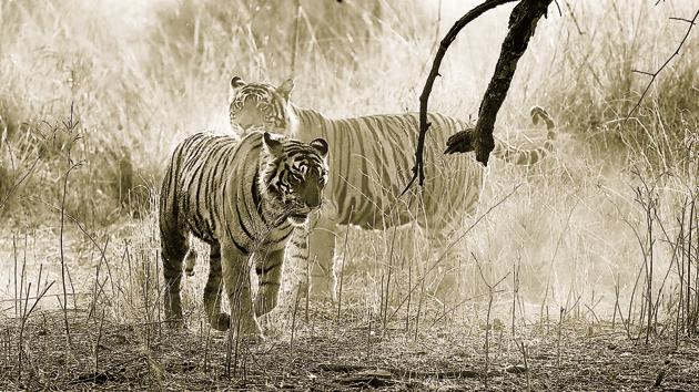 Rajasthan has three tiger reserves -- Ranthambore Tiger Reserve in Sawai Madhopur, Sariska Tiger Reserve (Alwar) and Mukundra Hills Tiger Reserve (Kota). Ranthambore has the maximum big cats.(Himanshu Vyas / HT File Photo)