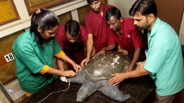The turtle is being treated at SPCA hospital, Thane.(Praful Gangurde / HT Photo)