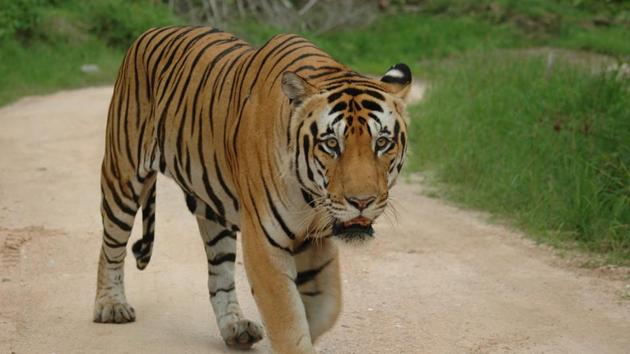 India now has 2,967 tigers, or 7 out of every 10 big cats in the wild in the world, according to a report released on Monday, July 29, 2019.(Subharanjan Sen / HT Photo)