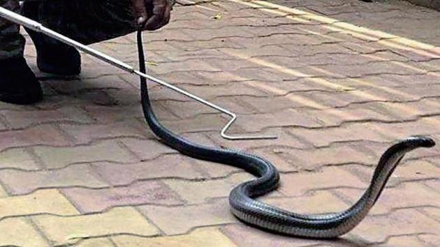 The cobra was found nestled inside a sofa.(SOURCED)